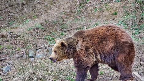 Medveď zaútočil na muža v Závažnej Porube: Úrady varujú pred zvýšenou opatrnosťou
