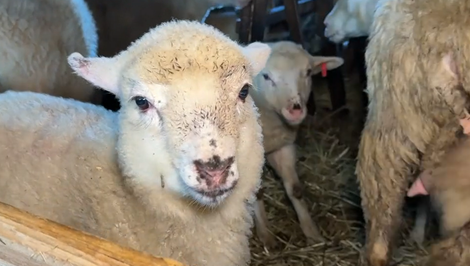 Slovenské jahňatá končia v zahraničí, Slováci o jahňacinu nemajú záujem