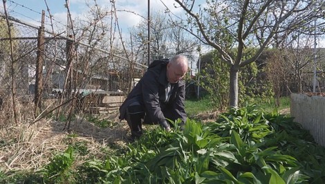 Tento poklad pre zdravie patrí do každej záhrady! Ján Gajdoš radí, ako si ho vypestujete aj vy