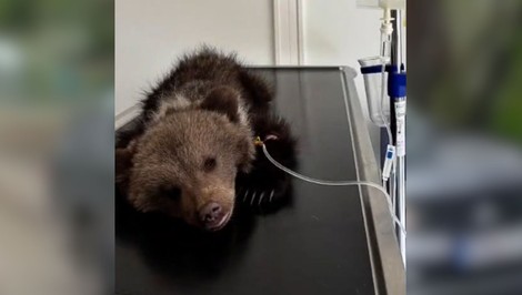 VIDEO: Do Bojníc prišlo ďalšie osirelé medvieďa. Zoo privítala malú Zoru