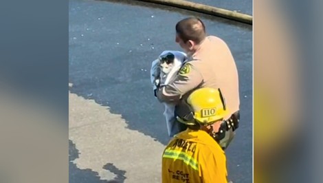 FOTO: Mačka uviazla v horiacej dodávke. To, čo urobil policajt, jej zachránilo život