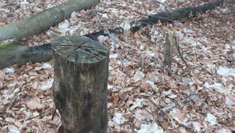 Krádeže dreva v chránenej rezervácii: Zlodeji podrezávajú stromy, aby si ich neskôr odniesli