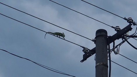Kuriózna akcia v Martine: Chameleón sa prechádzal po elektrickom vedení. Zachránil ho až elektrikár