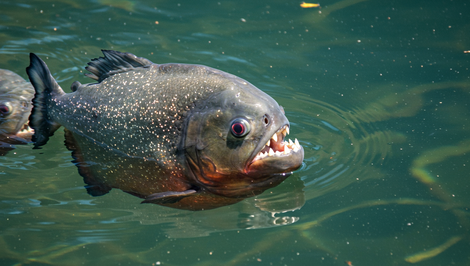 Krvavý víkend v Argentíne: Piraně dohryzali desiatky kúpajúcich sa, medzi nimi aj deti