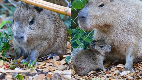 Zoo Bojnice hlási radostnú novinku! Narodila sa kapybara