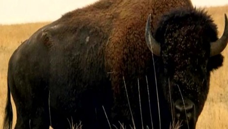 „Ničiteľ pneumatík“ v Yellowstone: Bizón jedným pohybom zničil turistom auto