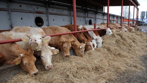 Žitný ostrov sa spamätáva z nákazy SLAK. Farma po roku opäť rastie