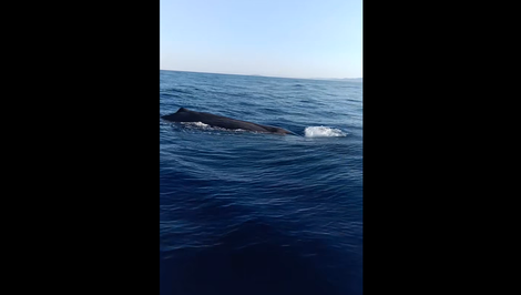 Vzácne stretnutie v Grécku: Nad hladinu sa vynoril vorvaň