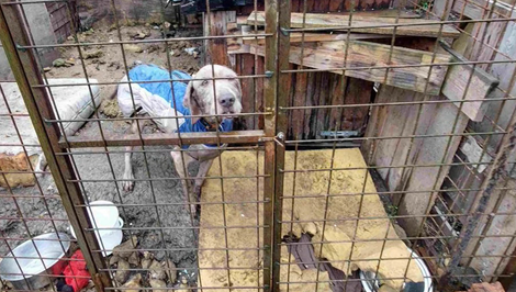 Zariadenie sa prezentovalo ako hotel, psy tam trpeli hladom a chorobami