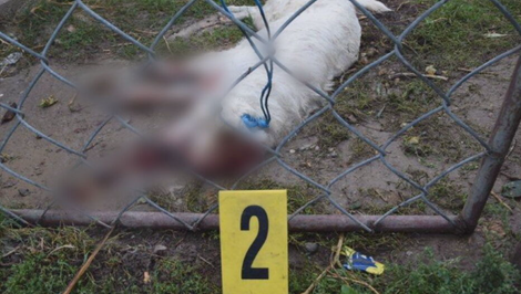 Dôchodca surovým spôsobom týral šesťročnú sučku Dolly. Na mieste zomrela