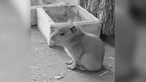 ZOO Bojnice zasiahla tragická udalosť. Obľúbené mláďa kapybary zomrelo
