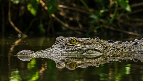 Útoky zvierat prudko klesli. Najviac hryzú psy, rastú aj exotické prípady