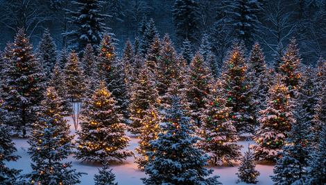 Zvýšená DPH a vstupné náklady: Vianočné stromčeky sú tento rok drahšie