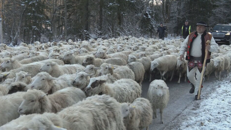 Oravské ovečky sa sťahovali z hôr: Prešli pritom až 26 kilometrov