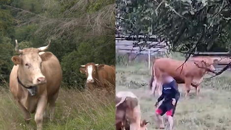 VIDEO: Býk útočil na Kysuciach. Napadnutý Filip (38) priznal, že ho chodil provokovať