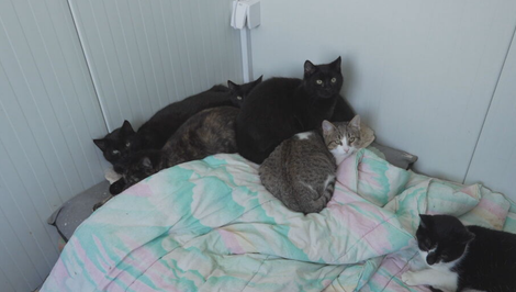 Zvieratá v mrazoch bojujú o život. Pomoc verejnosti je kľúčová