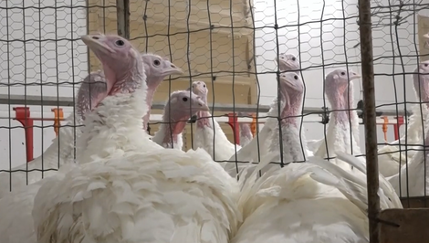 Študenti v Ivanke pri Dunaji pomáhajú s chovom a spracovaním moriek