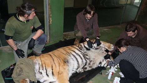 Smútok v ZOO. Obľúbenú tigricu Raju museli uspať