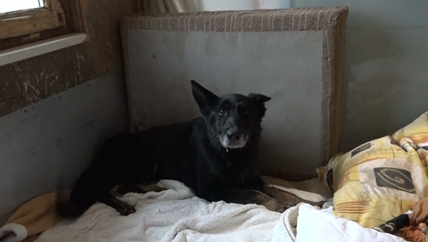 Sučka po zrážke s autom a so znakmi týrania bojuje o lepší život