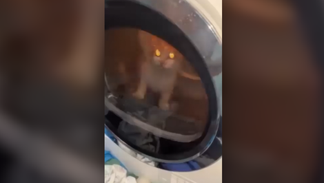 Mladíci zavreli mačku do sušičky a utýrali ju na smrť. Celú hrôzu si so smiechom natáčali