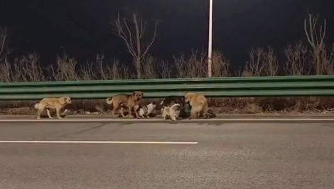 „Ušli mäsiarom a išli domov.“ Virálny príbeh 7 psov z Číny má nečakané rozuzlenie