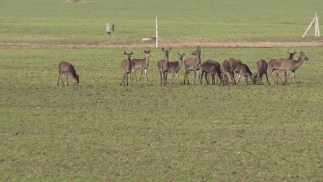 Poľnohospodárom zjedla lesná zver repku a iné plodiny. Vyčíslili miliónové škody