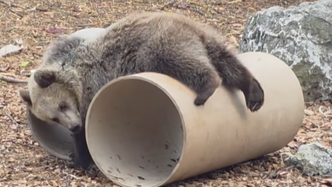 VIDEO: Malé medvieďatká Lada, Vesna a Zora z bojnickej ZOO objavili čaro rúry