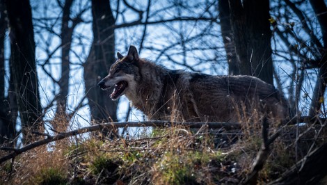 Poľovník nezákonne odstrelil vlka. Dostal pokutu 20 eur