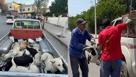 Aktivisti upozorňujú na strašnú situáciu v Maroku: Až trom miliónom psov hrozí pred majstrovstvami sveta zabitie