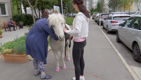 Nezvyčajný pomocník: Poník chodí po zariadení a zlepšuje náladu klientov