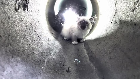 VIDEO: Mačiatko uviazlo v kanalizácii. Na pomoc mu poslali robota s prezývkou R2D2