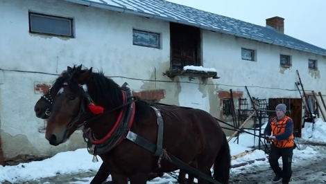 Kuriózna odťahovka: Na Spiši záprah koní zachránil uviaznutý kamión
