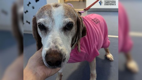 FOTO: Sučka Lisa mala vážne problémy s močením. Veterinári zostali v šoku