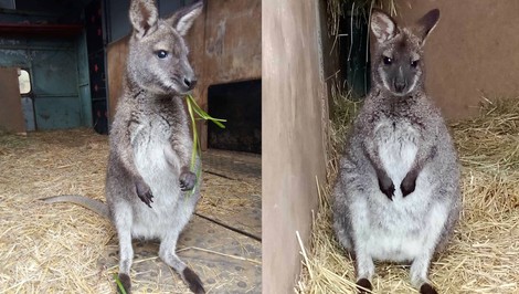 Deti mali dostať pod stromček klokana, ten ušiel. Skipa hľadá celá obec