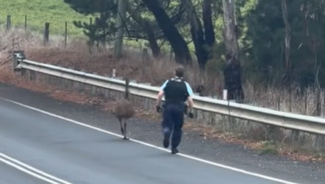 Nezvyčajná naháňačka pobavila internet: Policajt naháňal po ceste emu