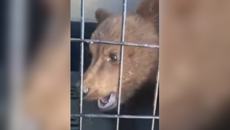 Niekoľkodňové pátranie má šťastný koniec. Medvieďa odchytili pri materskej škole