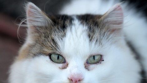 Ministerstvo chce zakázať množiarne psov a mačiek. Novela má platiť od roku 2027