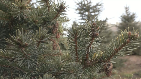 Vianoce s vôňou ihličia: Manželia Bujňákovci už 25 rokov pestujú živé stromčeky