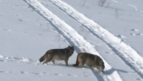 Poľovná sezóna lovu vlka dravého na Slovensku sa končí, doteraz ulovili 67 jedincov