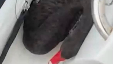 Dvaja tínedžeri mali nútiť labuť vdychovať výpary z elektronickej cigarety