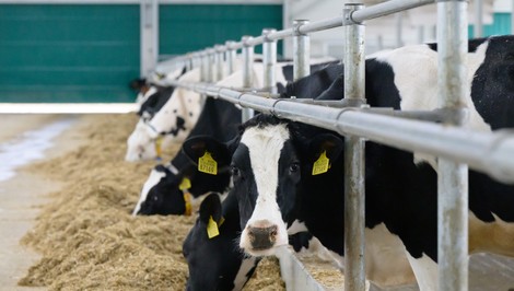 Slovenské mlieko pod tlakom: Ceny padajú, zásoby rastú. Hrozí koniec chovateľov?