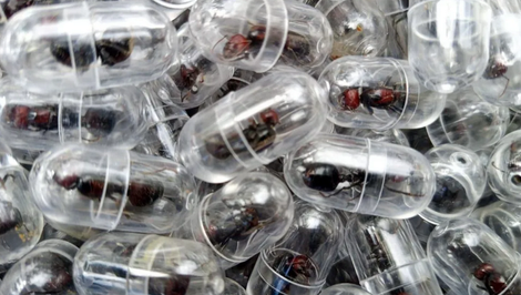 V Keni zadržali Číňana, ktorý chcel v batožine prepašovať 2200 živých mravcov