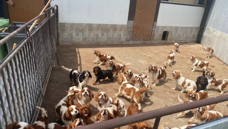 Stovky psov trpeli v nelegálnej množiarni. Polícia obvinila dve osoby