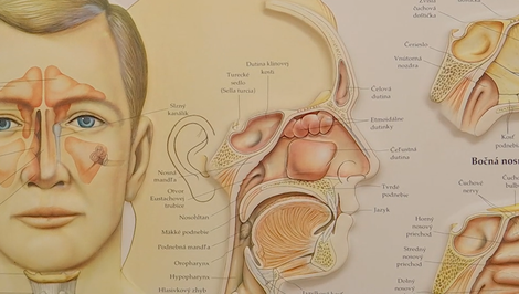 Dusivá jar pre alergikov: Odborníci varujú pred dlhšou a silnejšou sezónou