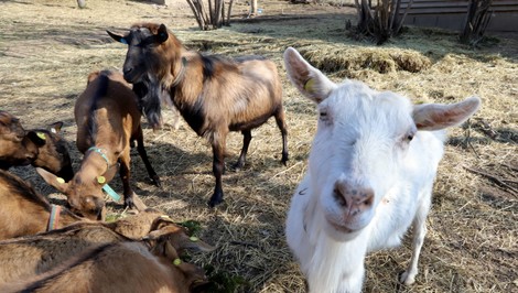 Zablúdil do stajne a sexuálne zneužil kozu. Recidivistovi hrozí šesť rokov za mrežami