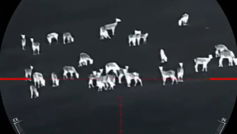 Poľná zver ničí poľnohospodárom úrodu. Agrorezort povolil zakázané spôsoby lovu