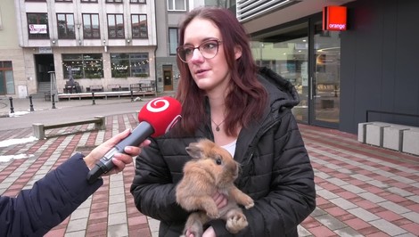 Policajti riešili netradičný zásah. Uprostred mesta pobehoval zajac