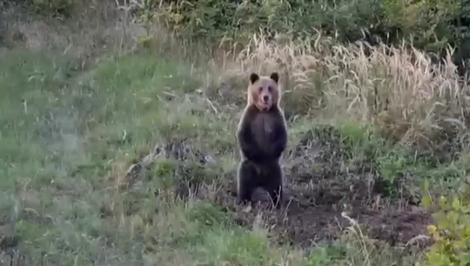 Mimoriadne inteligentný medveď uniká. Podľa stôp si otvoril okno aj pustil vodu