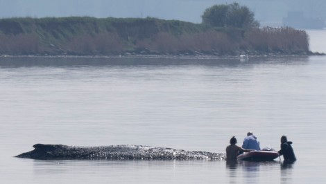 SLEDUJTE NAŽIVO: Práve prebieha posledný pokus záchrániť veľrybu Timmyho