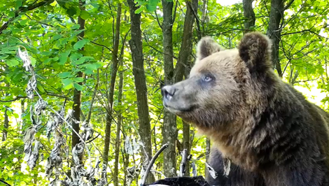 Ranný beh na Urpíne sa zmenil na boj o život. Bežca napadol medveď